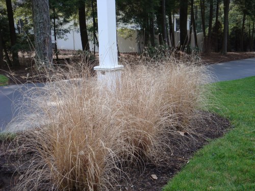A favorite of mine, the beautiful straw foliage of this Hameln Dwarf Fountain Grass will stand all winter until the new growth of next season begins to sprout completing its cycle of transition.