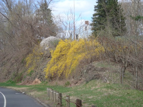 A rogue wave of Forsythia crashes over the rocks toward oncoming traffic!