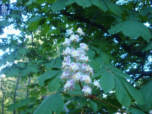 Horse Chestnut (Aesculus hippocastanum) in bloom.