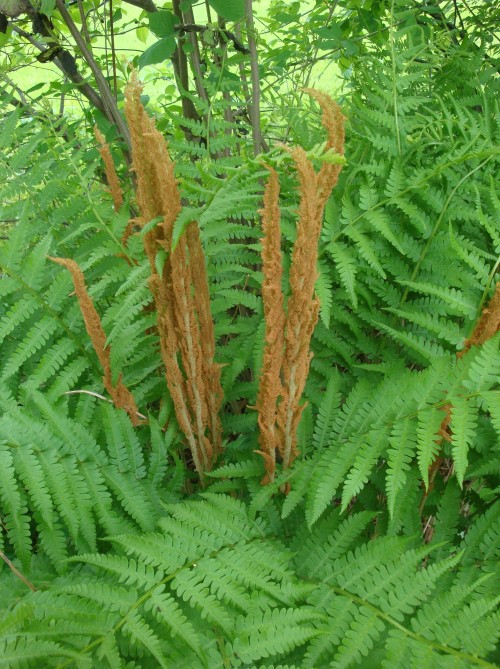 Cinnamon Fern (Osmunda cinnamomea)