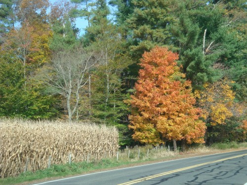 Corn stalks and Sugar Maples (Acer saccharum), Autumn in New England!